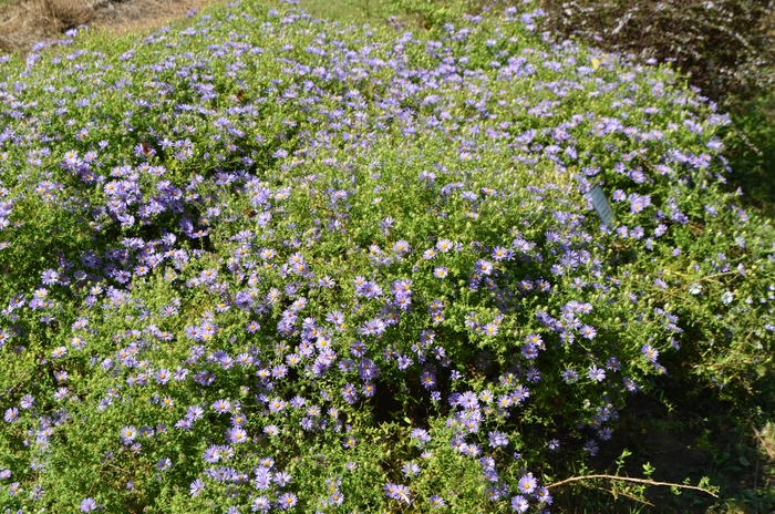 Aromatic Aster - Aster oblongifolius 'October Skies' from EC Browns Nursery