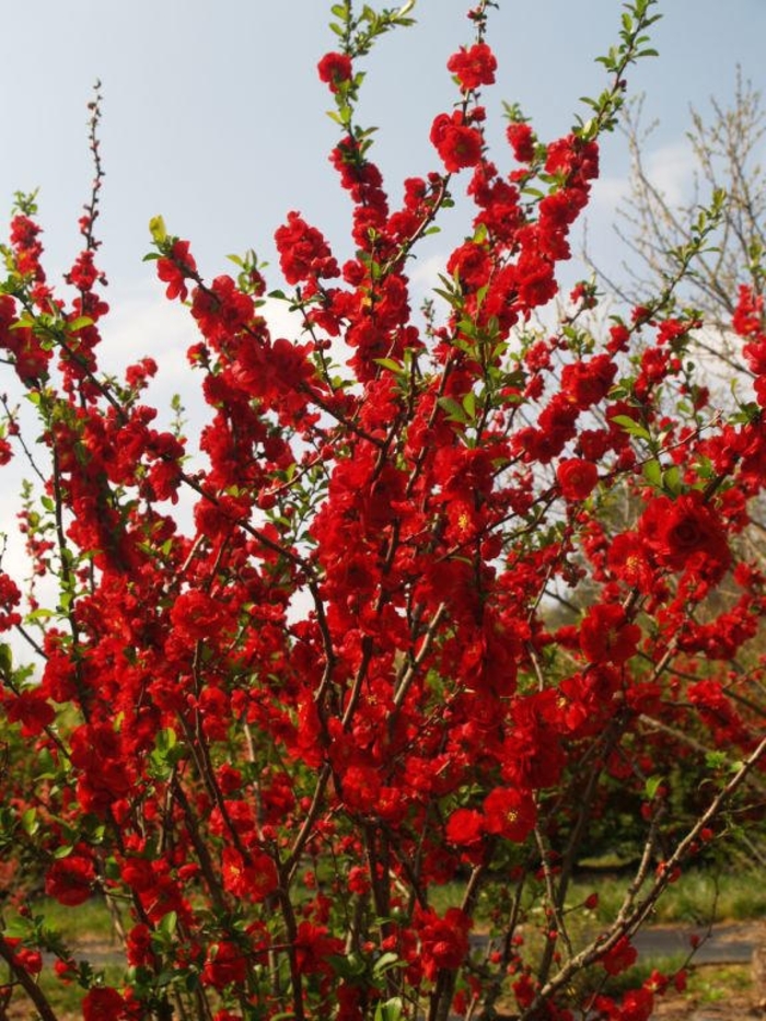 Double Take Scarlet&trade; - Chaenomeles speciosa Flowering Quince from EC Browns Nursery