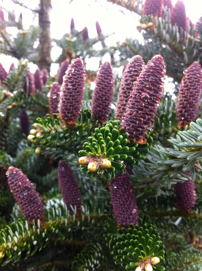 Silberlocke Korean Fir - Abies koreana 'Silberlocke' from EC Browns Nursery