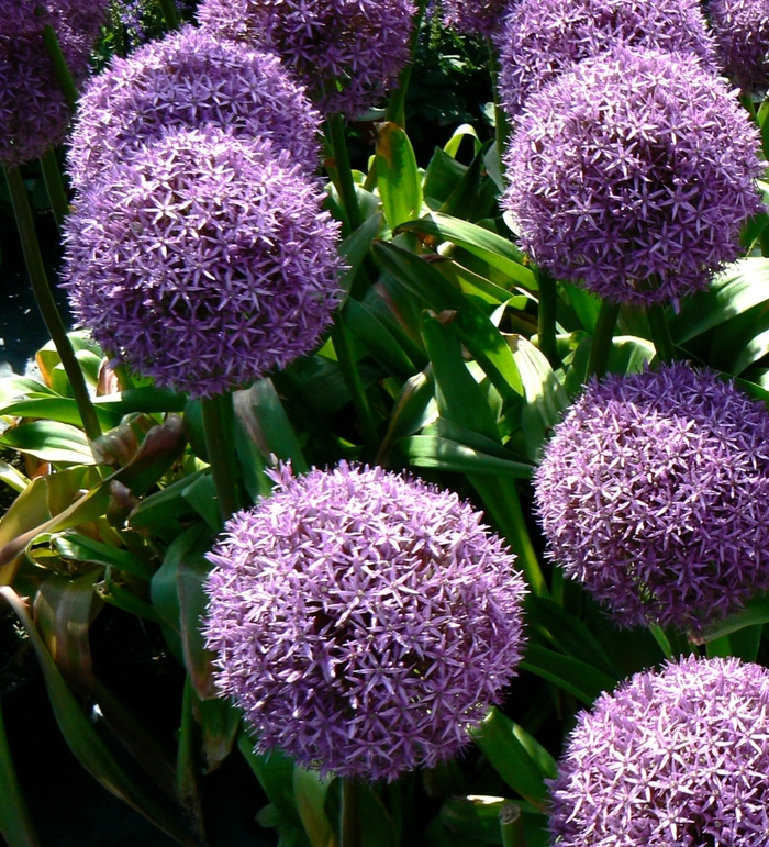 Ornamental Onion - Allium giganteum 'Globemaster' from EC Browns Nursery