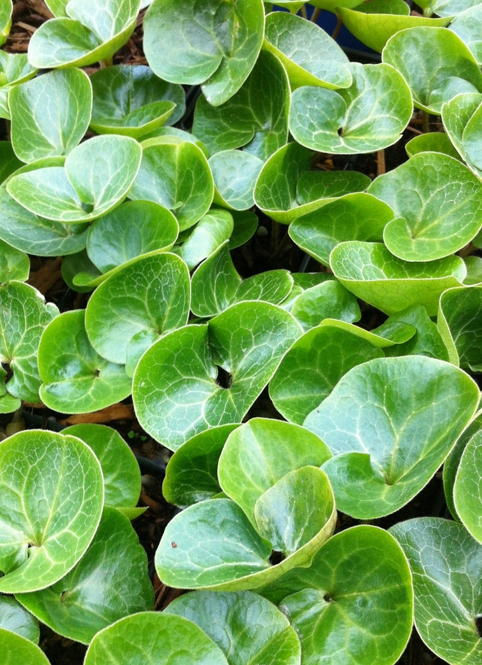 European Ginger - Asarum europaeum from EC Browns Nursery