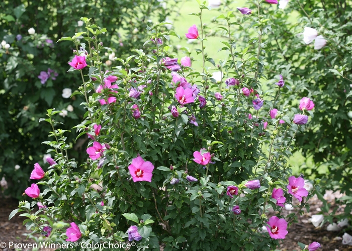 Lil' Kim® Violet Rose of Sharon - HIbiscus syriacus 'SHIMRV24' USPP 26,374, Can PBRAF (Rose of Sharon) from EC Browns Nursery