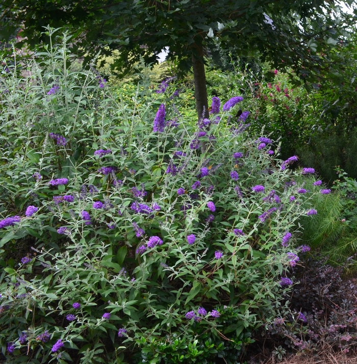 'Groovy Grape™' Butterfly Bush - Buddleia davidii from EC Browns Nursery