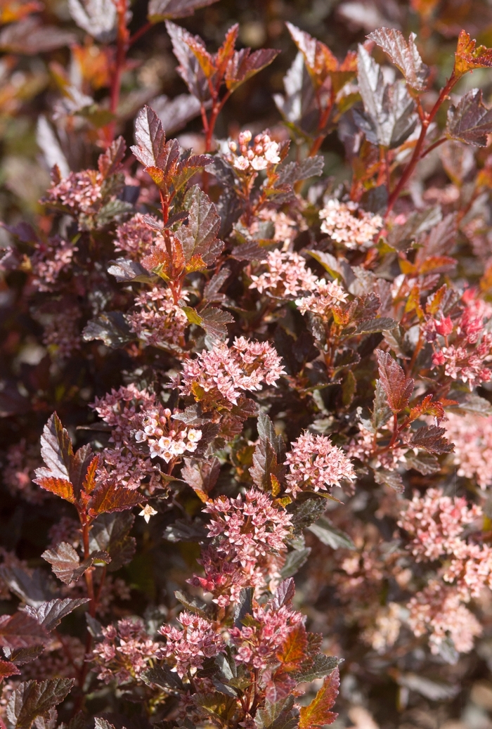 Little Devil™ Ninebark - Physocarpus opulifolius from EC Browns Nursery