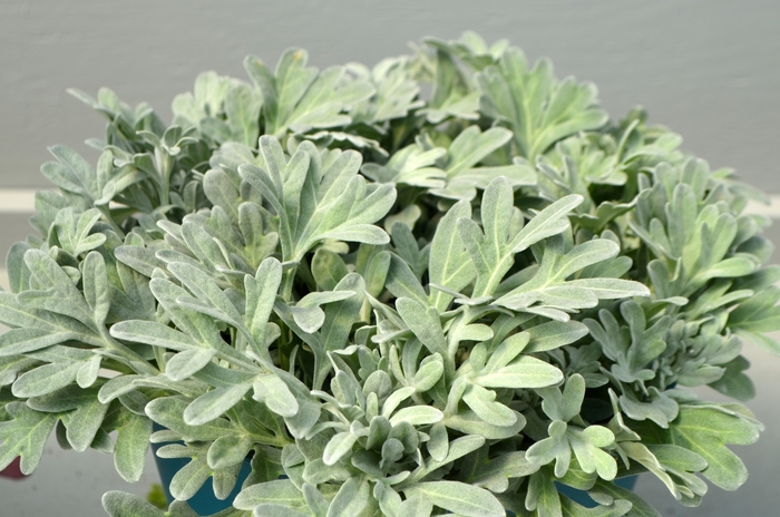 Silver Brocade Artemisia - Artemisia stelleriana 'Silver Brocade' from EC Browns Nursery