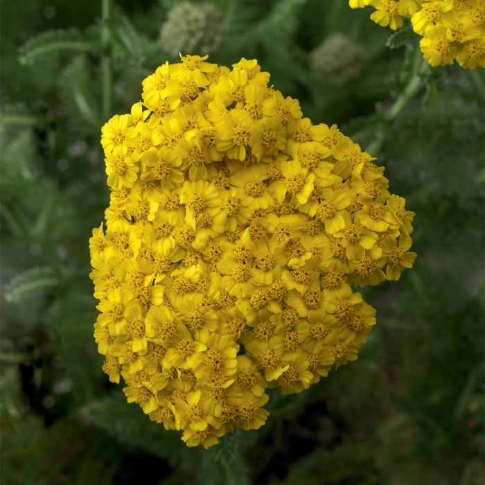 Yarrow - Achillea hybrida 'Desert Eve Yellow' from EC Browns Nursery