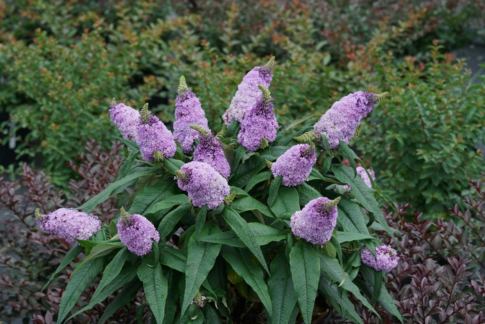 Pugster&reg; Amethyst - Buddleia x from EC Browns Nursery