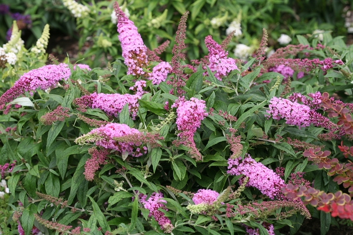 Pugster Pink&reg; Butterfly Bush - Buddleia 'SMNBDPT' from EC Browns Nursery
