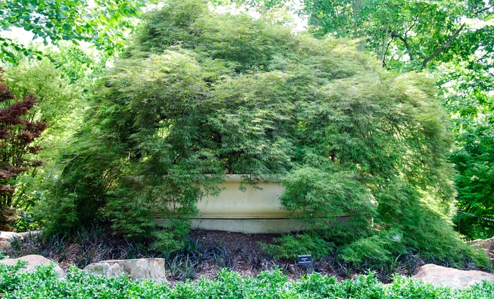 Atropurpureum Japanese Maple - Acer palmatum 'Atropurpureum' from EC Browns Nursery