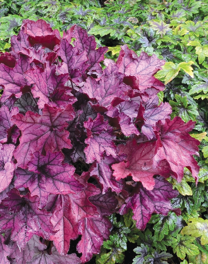 Coral Bells - Heuchera 'Spellbound' from EC Browns Nursery