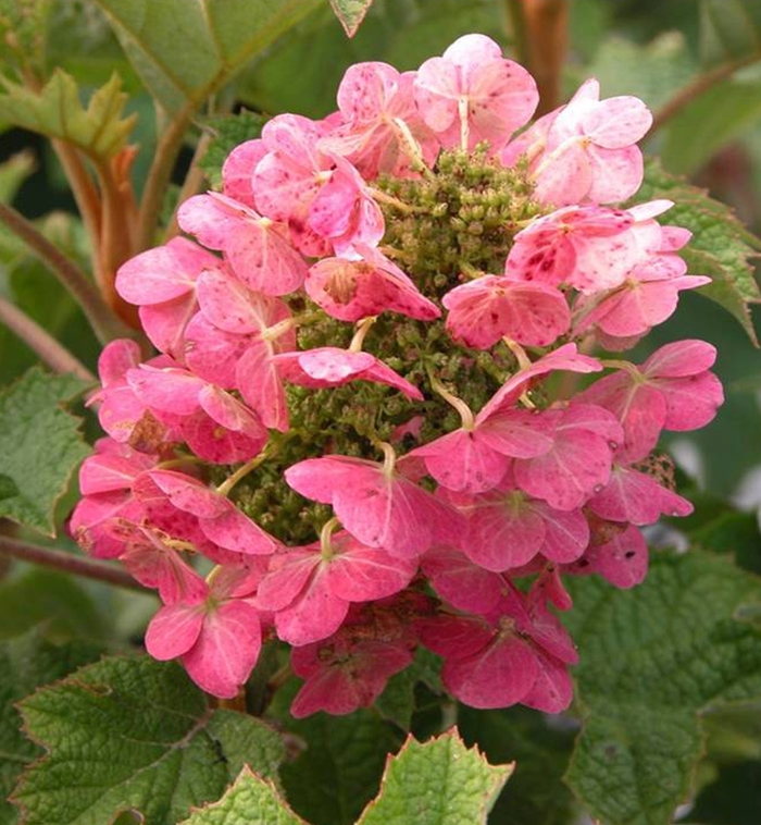 Ruby Slippers Qakleaf Hydrangea - Hydrangea quercifolia 'Ruby Slippers' from EC Browns Nursery