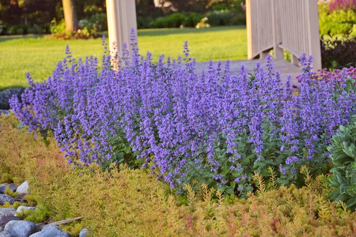 'Cat's Meow' Catmint - Nepeta faassenii 'Cat's Meow' from EC Browns Nursery