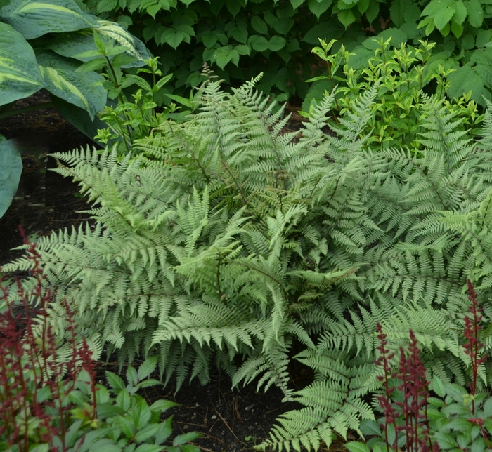 'Ghost' - Athyrium hybrid from EC Browns Nursery