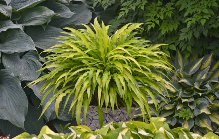 Curly Fries Hosta, Plantain Lily - Hosta 'Curly Fries' (Hosta, Plantain Lily) from EC Browns Nursery