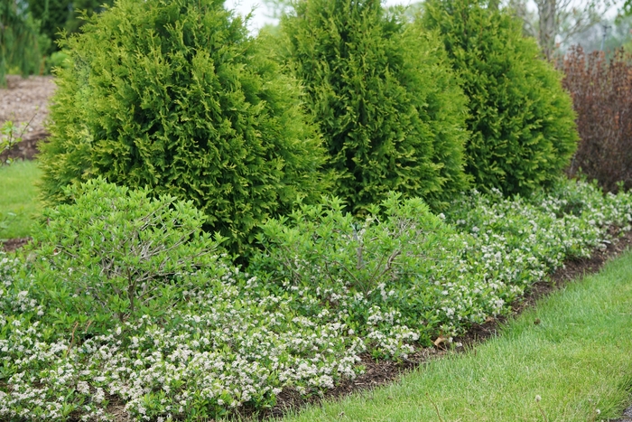 Ground Hug&reg; Chokeberry - Aronia melanocarpa 'UCONNAM012' PP31821 from EC Browns Nursery