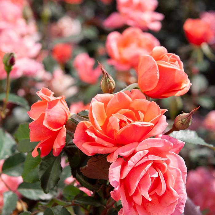 Coral Knock Out® - Rosa 'Radral' PP19803 from EC Browns Nursery