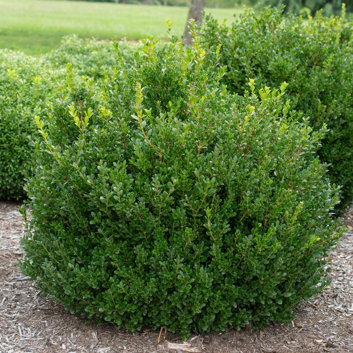 'Little Missy' - Buxus microphylla from EC Browns Nursery