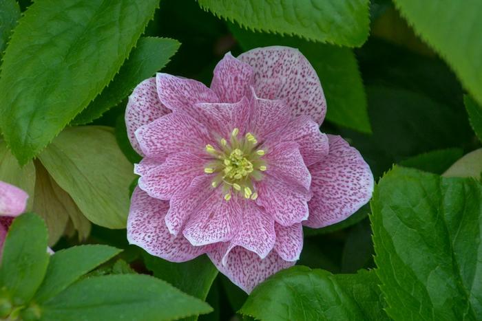 Wedding Party&reg; 'Wedding Crasher' - Helleborus (Lenten Rose) from EC Browns Nursery