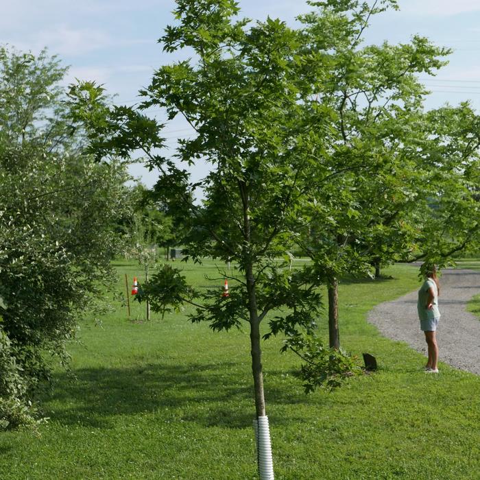 'Autumn Splendor' - Acer saccharum from EC Browns Nursery