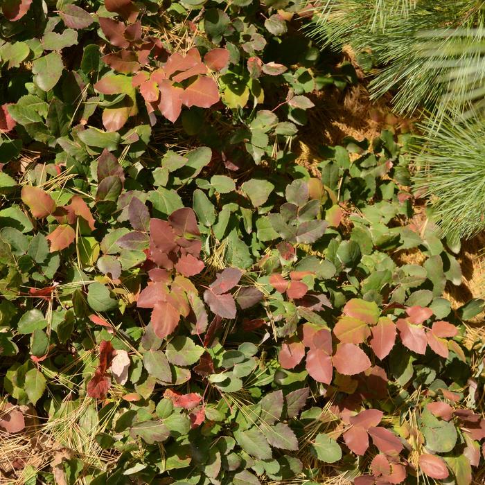 Creeping Mahonia - Mahonia repens from EC Browns Nursery