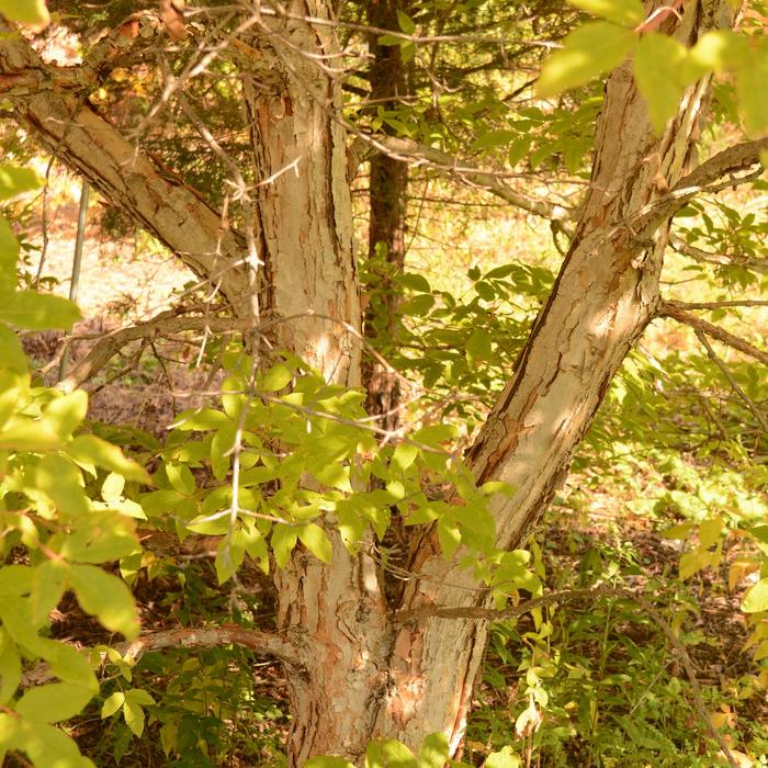 Paperbark Maple - Acer griseum from EC Browns Nursery