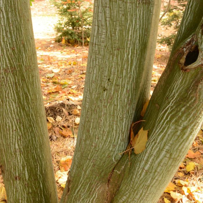 Striped Maple - Acer pennsylvanicum (Striped Maple) from EC Browns Nursery