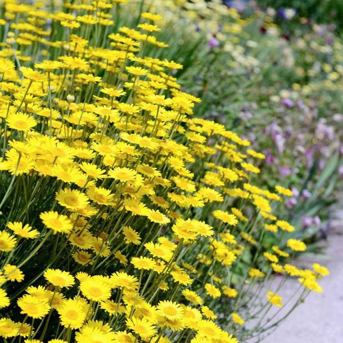  - Anthemis 'Kelwayii' from EC Browns Nursery
