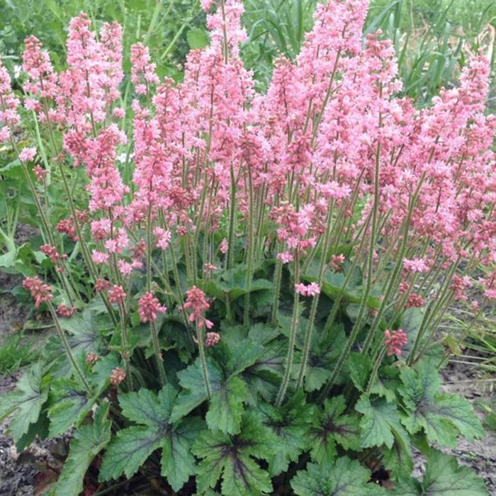 'Pink Revolution' Foamy Bells - Heucherella from EC Browns Nursery