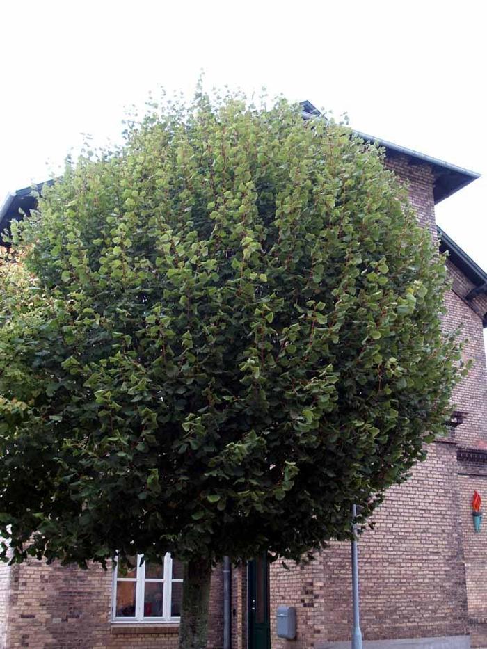'Mini Globe' Linden - Tilia cordata from EC Browns Nursery