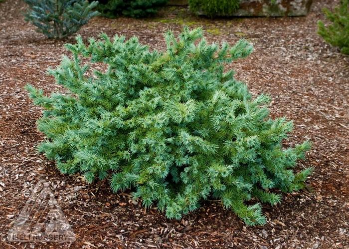 'Wolterdingen' Japanese Larch - Larix kaempferi from EC Browns Nursery