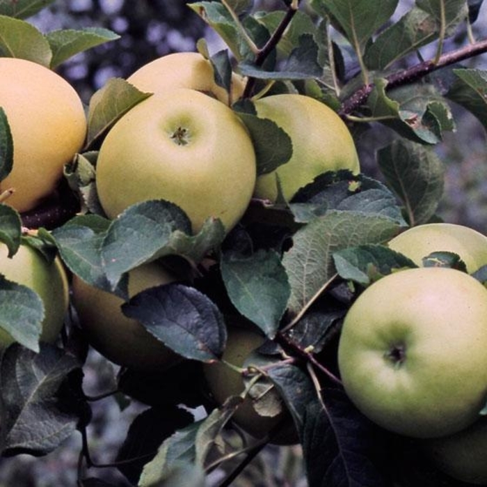 Pristine SD Apple - Apple 'Pristine' from EC Browns Nursery