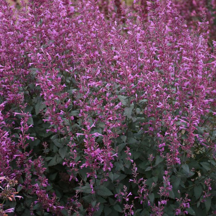 Meant to Bee&trade; 'Royal Raspberry' - Agastache (Hummingbird Mint) from EC Browns Nursery