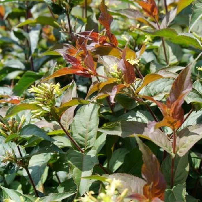 Ru-Bee Wren Bush Honeysuckle - Diervilla rivularis 'Ru-Bee-Wren' from EC Browns Nursery