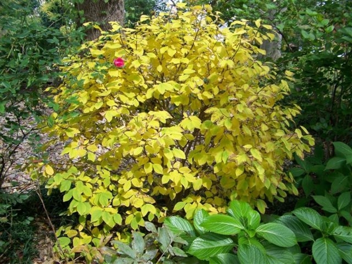 Leatherwood - Dirca palustris from EC Browns Nursery