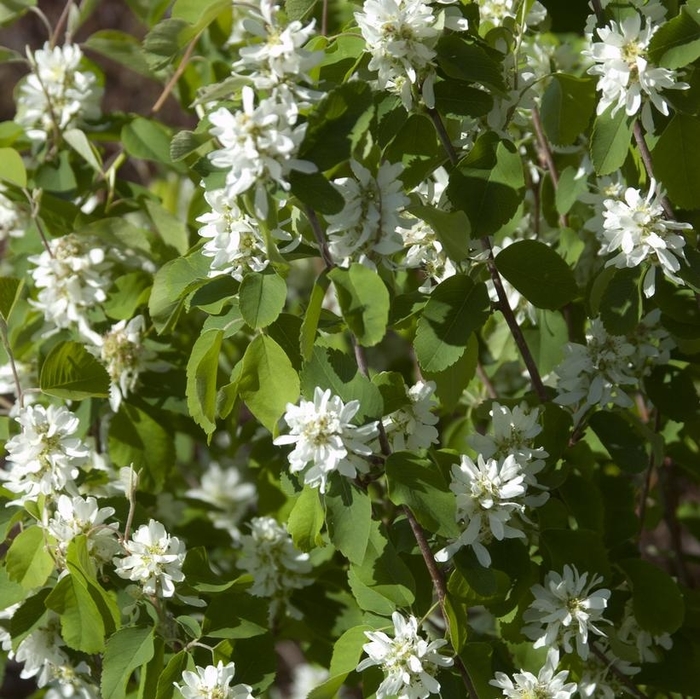 Standing Ovation Shad, Serviceberry - Amelanchier alnifolia 'Standing Ovation' from EC Browns Nursery