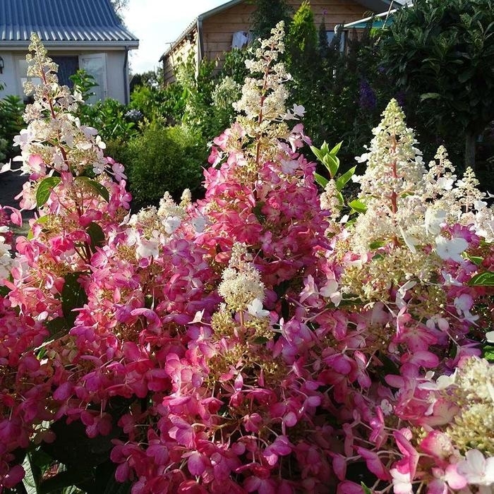 Flare Panicle Hydrangea - Hydrangea paniculata 'Flare' from EC Browns Nursery