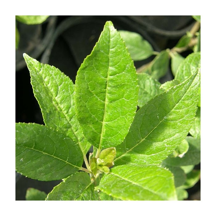 Southern Gentleman MALE Winterberry - Ilex verticillata 'Southern Gentleman' from EC Browns Nursery