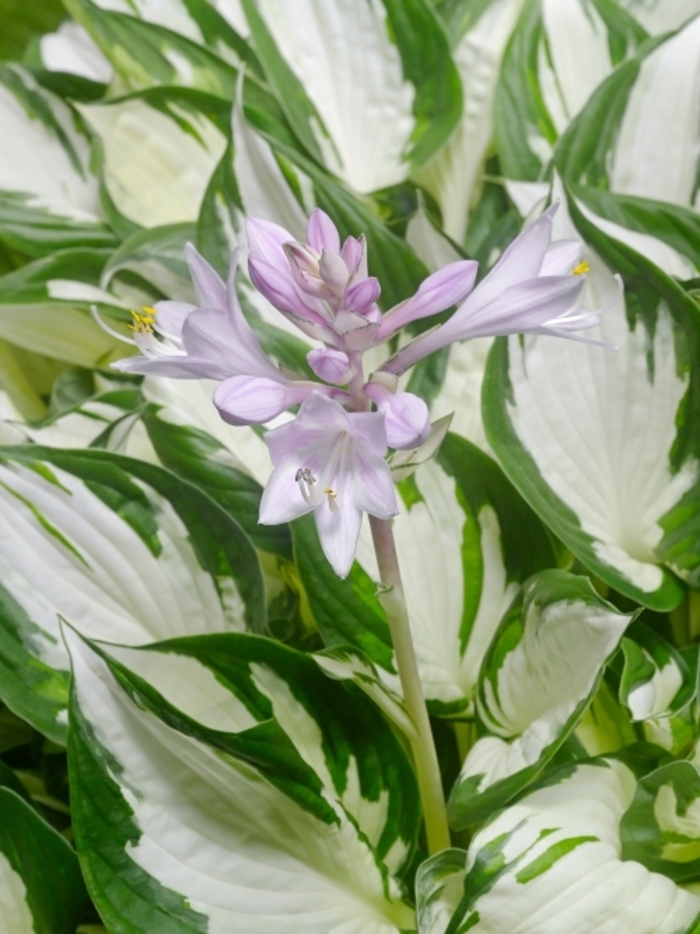 Hosta - 'Amazone' from EC Browns Nursery