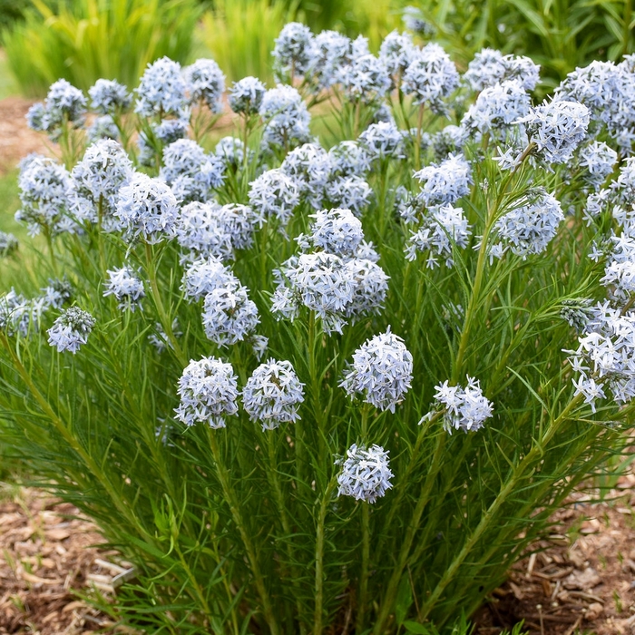 Amsonia 'String Theory' - Amsonia x hubrichtii 'String Theory' from EC Browns Nursery