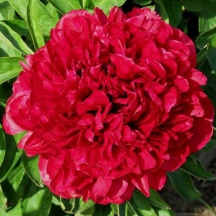 Eliza Lundy Peony - Peony lactiflora 'Eliza Lundy' from EC Browns Nursery