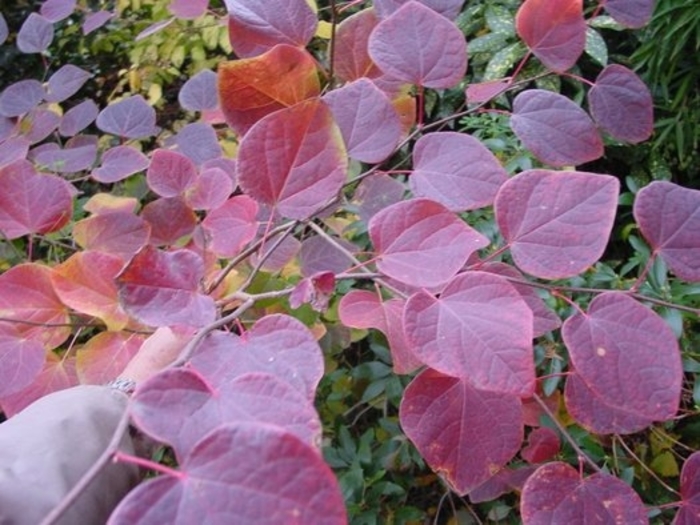Redbud Hazel - Disanthus cercidifolius from EC Browns Nursery