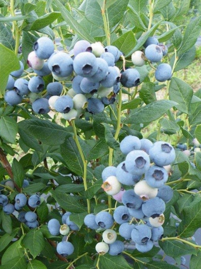 Elizabeth Blueberry - Vaccinium corymbosum 'Elizabeth' from EC Browns Nursery