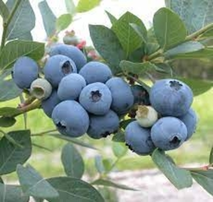 Earliblue Blueberry - Vaccinium corymbosum 'Earliblue' from EC Browns Nursery
