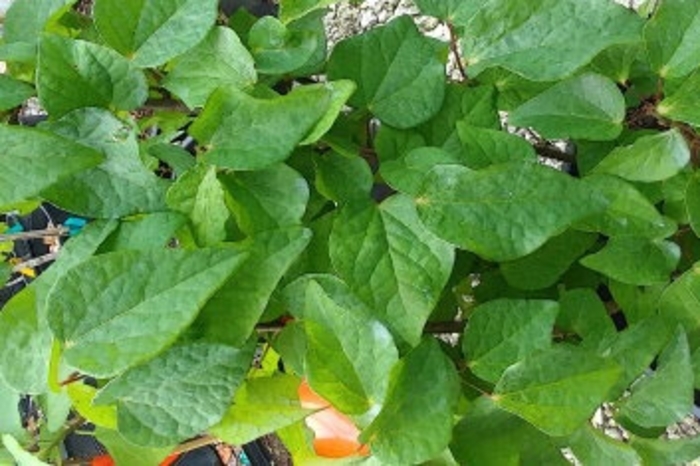 Rikyu Redbud Hazel - Disanthus cercidifolius 'Rikyu' from EC Browns Nursery