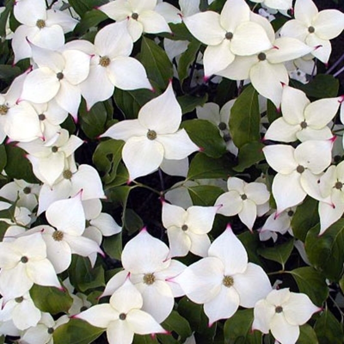 Snow Tower Kousa Dogwood - Cornus kousa chinensis 'Snow Tower' from EC Browns Nursery