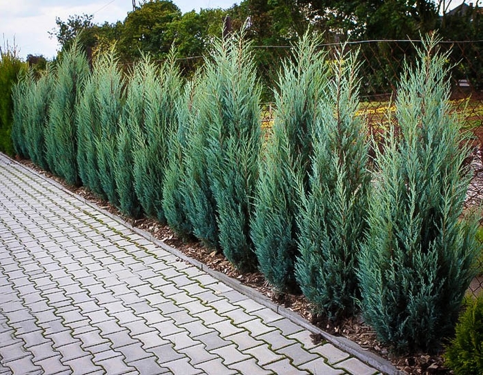 Juniper - Juniperus scopulorum 'Moonglow' from EC Browns Nursery