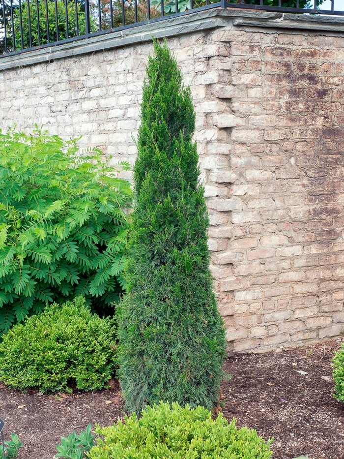 'Spartan' - Juniperus chinensis from EC Browns Nursery