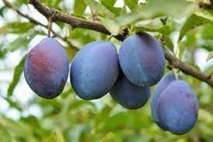 Stanley Plum - Prunus domestica 'Stanley' from EC Browns Nursery