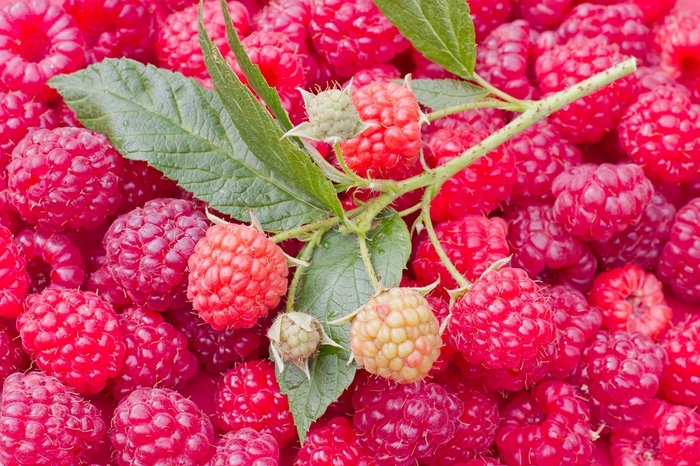 Nova Raspberry - Rubus 'Nova' from EC Browns Nursery