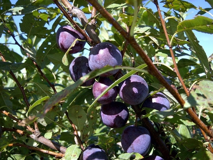 Compass Cherry Plum - Prunus (Plum) x 'Compass' from EC Browns Nursery